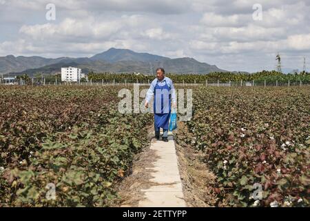 (210302) -- SANYA, 2. März 2021 (Xinhua) -- Zhao Guozhong geht durch Baumwollpflanzen auf dem Feld der Nanfan-Brutstätte in Sanya, südchinesische Provinz Hainan, 28. Februar 2021. Zhao Guozhong, der 43 Frühlingsfeste auf der Nanfan-Zuchtbasis als Experte für Baumwollzucht verbracht hat, begann jeden Morgen seiner Tage in Sanya, indem er auf das Feld eilte, um Baumwollpflanzen zu bestäuben und ihr Wachstum unter der sengenden Sonne zu beobachten. Um den Baumwollzuchtprozess zu beschleunigen, reist Zhao zwischen Hainan und der Provinz Hebei in Nordchina hin und her, wo er im Oktober Baumwollproben erntet Stockfoto