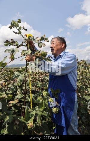 (210302) -- SANYA, 2. März 2021 (Xinhua) -- Zhao Guozhong misst die Höhe einer Baumwollpflanze auf dem Feld der Nanfan-Brutstätte in Sanya, südchinesische Provinz Hainan, 28. Februar 2021. Zhao Guozhong, der 43 Frühlingsfeste auf der Nanfan-Zuchtbasis als Experte für Baumwollzucht verbracht hat, begann jeden Morgen seiner Tage in Sanya, indem er auf das Feld eilte, um Baumwollpflanzen zu bestäuben und ihr Wachstum unter der sengenden Sonne zu beobachten. Um den Baumwollzuchtprozess zu beschleunigen, reist Zhao zwischen Hainan und der Provinz Hebei in Nordchina hin und her, wo er im Oktober Baumwolle erntet Stockfoto