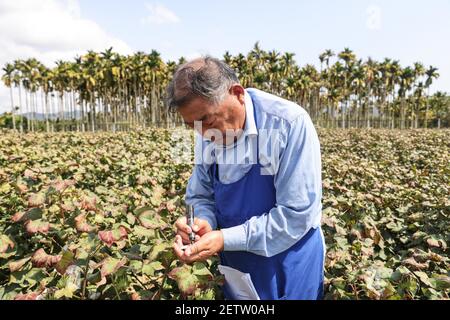 (210302) -- SANYA, 2. März 2021 (Xinhua) -- Zhao Guozhong markiert eine Baumwollpflanze auf dem Feld der Nanfan-Zuchtbasis in Sanya, südchinesische Provinz Hainan, 28. Februar 2021. Zhao Guozhong, der 43 Frühlingsfeste auf der Nanfan-Zuchtbasis als Experte für Baumwollzucht verbracht hat, begann jeden Morgen seiner Tage in Sanya, indem er auf das Feld eilte, um Baumwollpflanzen zu bestäuben und ihr Wachstum unter der sengenden Sonne zu beobachten. Um den Baumwollzuchtprozess zu beschleunigen, reist Zhao zwischen Hainan und der Provinz Hebei in Nordchina hin und her, wo er im Oktober in Hebe Baumwollproben erntet Stockfoto