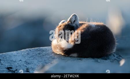 Polarfuchs (Gulpes lagopus) Porträt mit negativem Raum Stockfoto