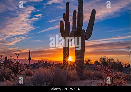 Landschaftsbild eines brillanten Sunburst zwischen 2 Kakteen bei Sonnenaufgang in der Arizona Wüste in der Nähe von Phoenix. Stockfoto