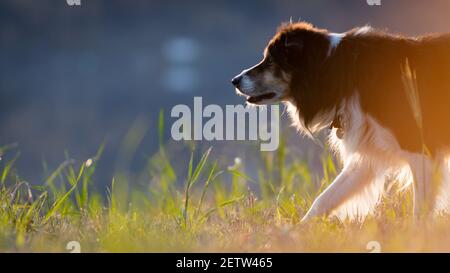 Border Collie Portrait mit negativem Raum Stockfoto