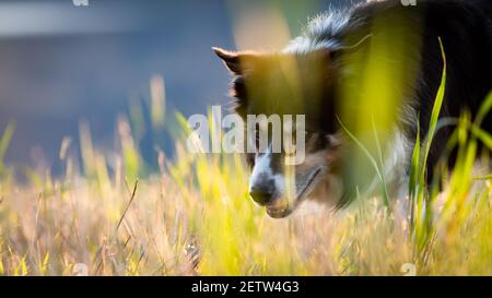 Border Collie Portrait mit negativem Raum Stockfoto