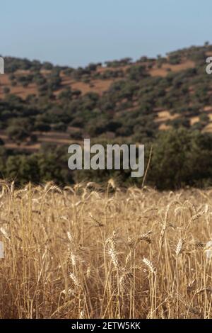 Trockenes Getreidefeld bereit für die Sammlung, im südlichen Andalusien Spanien. Stockfoto