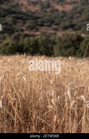 Trockenes Getreidefeld bereit für die Sammlung, im südlichen Andalusien Spanien. Stockfoto