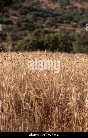 Trockenes Getreidefeld bereit für die Sammlung, im südlichen Andalusien Spanien. Stockfoto