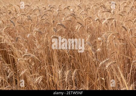 Trockenes Getreidefeld bereit für die Sammlung, im südlichen Andalusien Spanien. Stockfoto