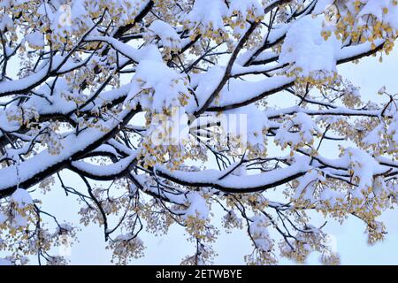 Schneebedeckter Baum. Äste von Bäumen bedeckt mit Schnee in der ungewöhnlichen und großen Schneefall der Stadt Madrid, während der Passage des Schneesturms Filomena Stockfoto
