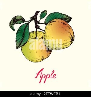 Paar gelbe Äpfel mit Blättern, Farbe Tiefdruck Stil Doodle Zeichnung mit Inschrift, Tiefdruck Stil Stockfoto