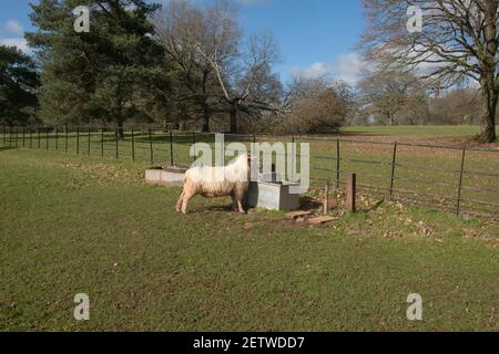 Exmoor Horn Schafe (Ovies widder) Beweidung an einem galvanisierten Metall Trinkwasserwanne in Parkland an einem hellen sonnigen Wintertag in Rural Devon, England, Stockfoto