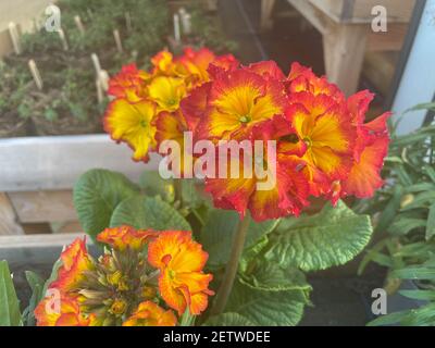 Frühling blühende leuchtend orange und gelbe Blütenköpfe auf einer Polyanthus 'Showsopper Fire Dragon' Pflanze in einem Gartencenter in Rural Devon, eng Stockfoto