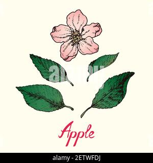 Isolierte weiche rosa Apfelblüten und Blätter, Zeichnung mit Inschrift, bunte Tiefdruck-Stil Stockfoto