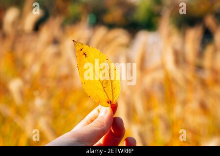 Hand mit gelbem Blatt. Gwanggyo Lake Park im Herbst in Suwon, Korea Stockfoto
