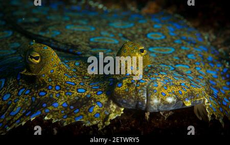 Pfauenflunder (Bothus lunatus) am Riff vor der Insel Sint Maarten, niederländische Karibik Stockfoto