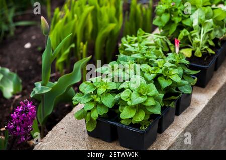 Blumensämlinge in schwarzen Kunststofftöpfen in einer Reihe. Gartenarbeit Hintergrundbild mit weichem Fokus Stockfoto