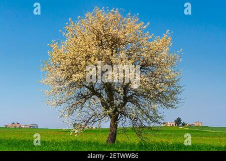 Eineinziger Baum in Blüte über Maisfeld unreif mit Wolken Himmel in Apulien, Italien. Stockfoto