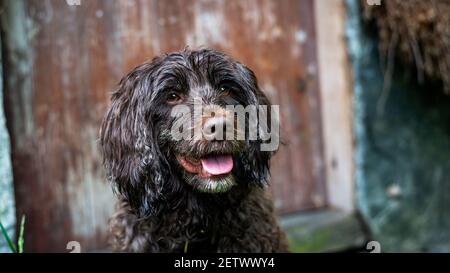 Lagotto romagnolo Porträt mit rustikalen Tür und negativen Raum Stockfoto