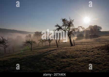 Nebliger Morgen mit auf einem Feld mit Apfelbäumen im Frühjahr. Stockfoto