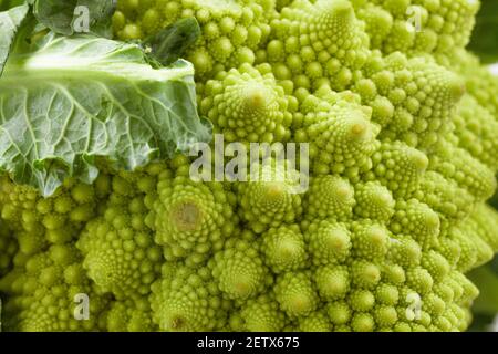 Romanesco Brokkoli oder römischer Blumenkohl. Hochwertige Fotos. Stockfoto