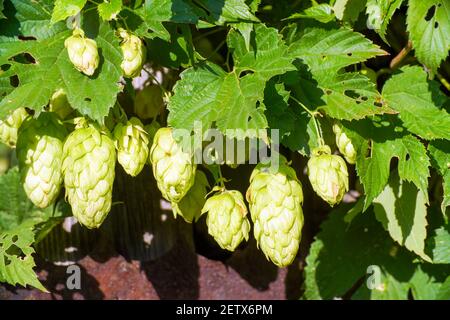 Die Früchte des Wildhopfens auf den grünen Ästen Stockfoto