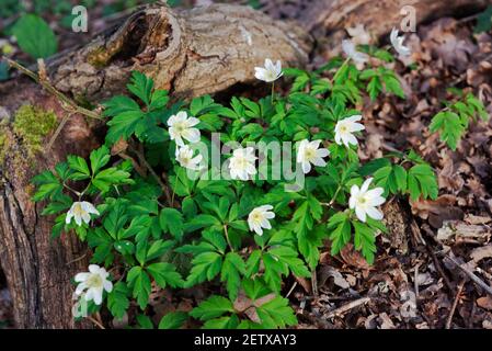 Ein Haufen wilder Holzanemonen um einen Baumstamm in der Nähe von Stroud, den Cotswolds, Großbritannien Stockfoto