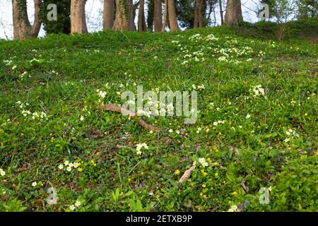 Wilde Primeln, blaue Glocken und Sorten von Frühlingsblumen in verstreuten Wäldern in der Nähe von Stroud, den Cotswolds, Großbritannien Stockfoto