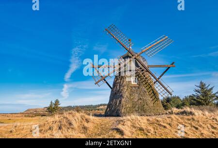 Lygnmoellen, Windmühle mit Heidekraut in Westdänemark Stockfoto