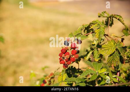 Blick auf die wilden Brombeeren in der Sommersaison Stockfoto