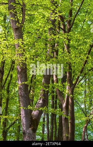 Buchenwald im Frühling in üppigem Laub Stockfoto
