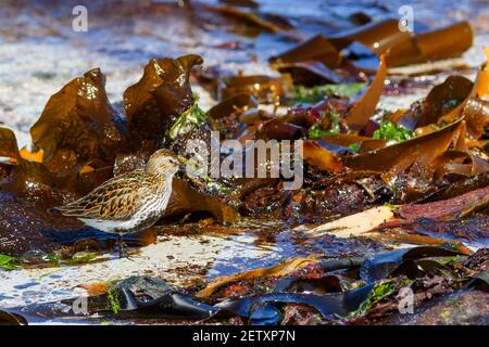 Dunlin Vogel an einem Sandstrand und Algen Stockfoto