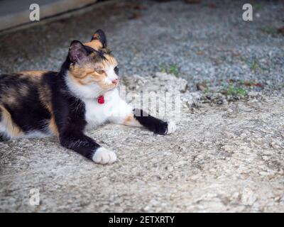 Eine einsame niedliche Tricolor Katze oder Calico Katze mit roter Glocke sitzt allein auf dem Boden mit Kopieplatz. Stockfoto
