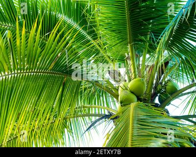 Kokosnussbaum. Nahaufnahme Frische und süße Kokosnüsse Cluster und Palmblätter auf Baum. Stockfoto