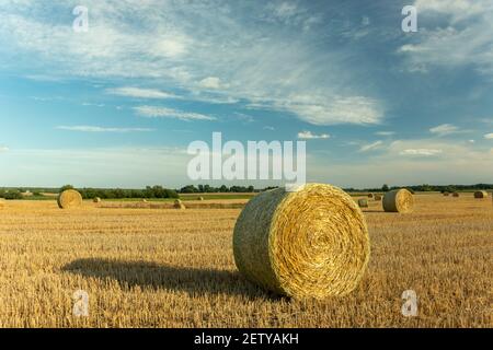 Riesige Heuballen im Feld, weiße Wolken am blauen Himmel, Sommerlandschaft Stockfoto