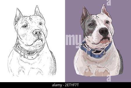 Realistischer Kopf des amerikanischen Staffordshire Terrier Hund. Vektor schwarz und weiß und bunt isoliert Illustration des Hundes. Für Dekoration, Malbuch, Stock Vektor