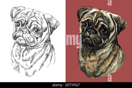 Realistischer Kopf von Pug Hund. Vektor schwarz und weiß und bunt isoliert Illustration des Hundes. Für Dekoration, Malbuch, Design, Drucke, Plakate, p Stock Vektor