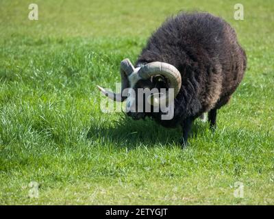 Einsamer schwarzer RAM mit langen lockigen Hörnern, grast an einem Sommertag auf einer Wiese. Stockfoto