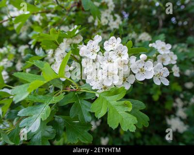 Nahaufnahme einer Weißdornhecke - Heckenpflanze (Crataegus monogyna) in voller Blüte während der Frühjahrssaison. Stockfoto