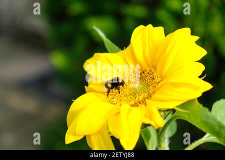 Eine kleine Hummel sucht auf einer gelben Blume nach Pollen Stockfoto