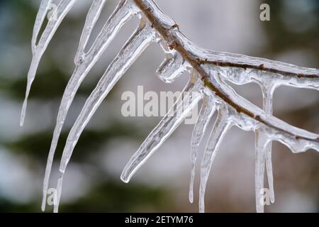 Frühlingsicikel auf gefrorenen Ästen und Zweigen Nahaufnahme Stockfoto