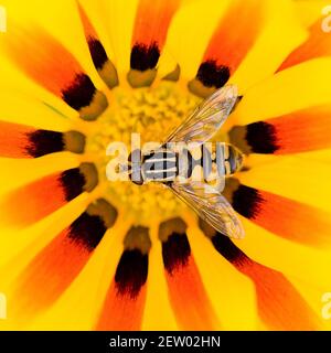 Eine lebendige Nahaufnahme einer Schwebefliege, die in der Mitte einer gestreiften Gazania-Blume mit offenen Flügeln ruht, Nektar bestäubt und sammelt. Stockfoto