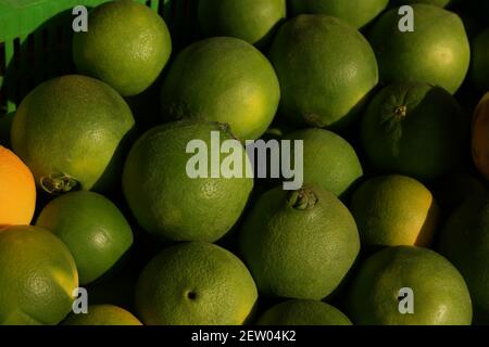 Haufen unreifer grüner Mandarinen aus nächster Nähe. Stockfoto