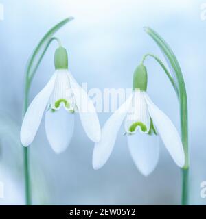 Eine schöne friedliche, arty Nahaufnahme von einem Paar Schneeglöckchen, galanthus nivalis, Seite an Seite, symmetrisch auf einem wolkig weißen Hintergrund. Zweisamkeit. Stockfoto