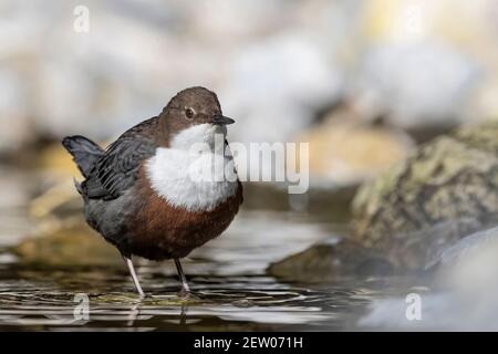 Wunderbares Porträt der Dipper-Hündin (Cinclus cinclus) Stockfoto