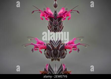 Salvia spathacea (Kolibri Salbei) eine blühende Pflanze mit magentafarbenen Blüten auf einer abstrakten Komposition. Stockfoto