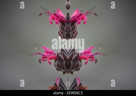 Salvia spathacea (Kolibri Salbei) eine blühende Pflanze mit magentafarbenen Blüten auf einer abstrakten Komposition. Stockfoto