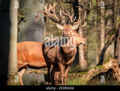 Duelmen, NRW, Deutschland. März 2021, 02nd. Zwei Hirsche (Cervus elaphus, männlich) stehen stolz am Waldrand. Rotwild und Damhirsche Hirsche sonnen sich im warmen Sonnenschein im Duelmen Nature Reserve, wo Herden von frei wandernden Hirschen einen riesigen natürlichen Lebensraum im dichten Wald und Wald erhalten. Kredit: Imageplotter/Alamy Live Nachrichten Stockfoto