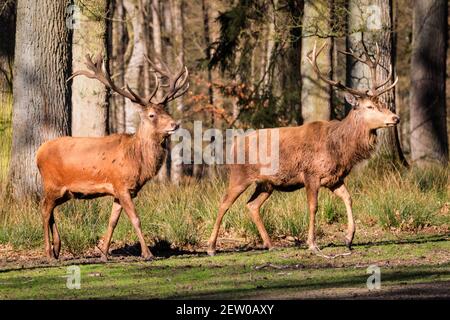 Duelmen, NRW, Deutschland. März 2021, 02nd. Zwei Rothirschhirsche (Cervus elaphus, männlich) traben friedlich am Waldrand entlang. Rotwild und Damhirsche Hirsche sonnen sich im warmen Sonnenschein im Duelmen Nature Reserve, wo Herden von frei wandernden Hirschen einen riesigen natürlichen Lebensraum im dichten Wald und Wald erhalten. Kredit: Imageplotter/Alamy Live Nachrichten Stockfoto