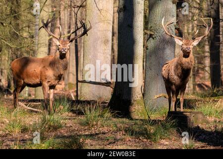 Duelmen, NRW, Deutschland. März 2021, 02nd. Zwei Hirsche (Cervus elaphus, männlich) stehen stolz am Waldrand. Rotwild und Damhirsche Hirsche sonnen sich im warmen Sonnenschein im Duelmen Nature Reserve, wo Herden von frei wandernden Hirschen einen riesigen natürlichen Lebensraum im dichten Wald und Wald erhalten. Kredit: Imageplotter/Alamy Live Nachrichten Stockfoto