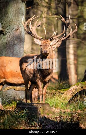 Duelmen, NRW, Deutschland. März 2021, 02nd. Zwei Hirsche (Cervus elaphus, männlich) stehen stolz am Waldrand. Rotwild und Damhirsche Hirsche sonnen sich im warmen Sonnenschein im Duelmen Nature Reserve, wo Herden von frei wandernden Hirschen einen riesigen natürlichen Lebensraum im dichten Wald und Wald erhalten. Kredit: Imageplotter/Alamy Live Nachrichten Stockfoto