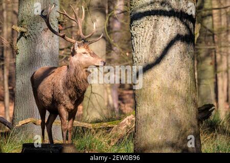 Duelmen, NRW, Deutschland. März 2021, 02nd. Ein Rothirsch (Cervus elaphus, männlich) steht stolz am Waldrand. Rotwild und Damhirsche Hirsche sonnen sich im warmen Sonnenschein im Duelmen Nature Reserve, wo Herden von frei wandernden Hirschen einen riesigen natürlichen Lebensraum im dichten Wald und Wald erhalten. Kredit: Imageplotter/Alamy Live Nachrichten Stockfoto